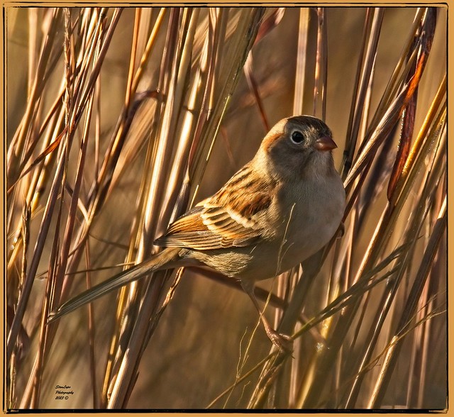Field Sparrow 10_19_23
