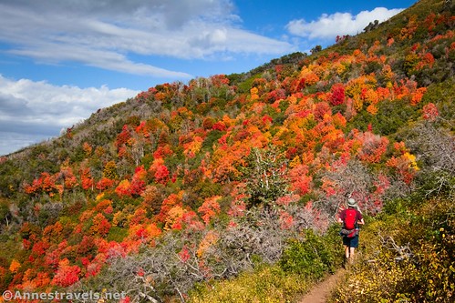 Hiking through spectacular autumn colors en route to Santaquin Peak, Utah