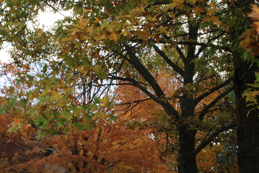 Sean Simmer Tree trees | Samantha siemer | Flickr