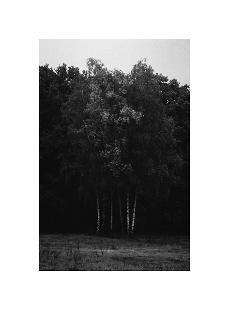 Birch Trees pt.1