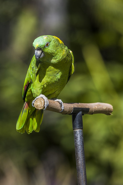 Fresno Chaffee Zoo - Winged Wonders Bird Show - Yellow-naped Amazon Parrot