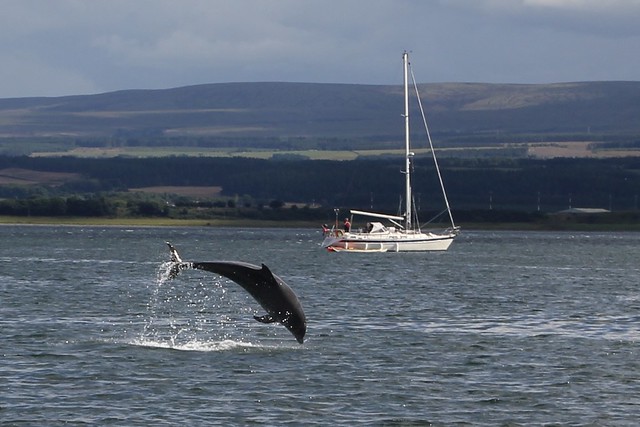 Dolphin Watching, Moray Firth, Black Isle, Scotland.