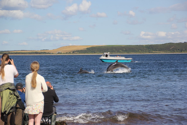 Dolphin Watching, Moray Firth, Black Isle, Scotland.