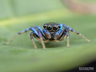 Jumping spider (cf. Cytaea sp.) - PA240113