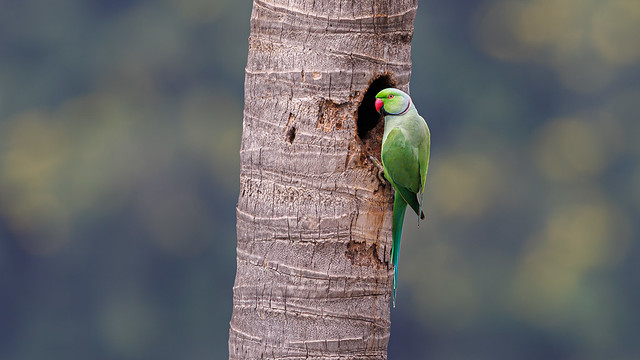 A Rose Ringed Parakeet next to his sweet home!