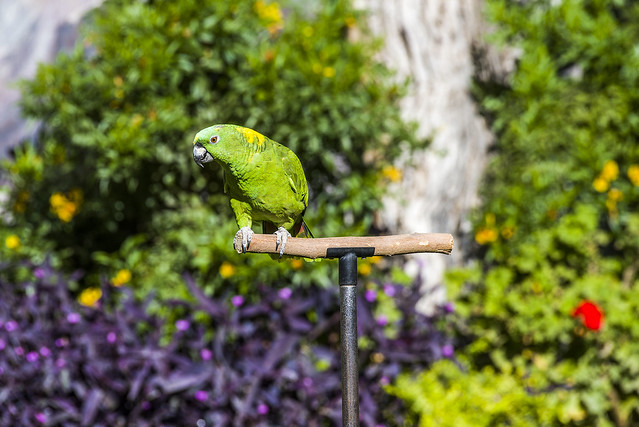Fresno Chaffee Zoo - Winged Wonders Bird Show - Yellow-naped Amazon Parrot