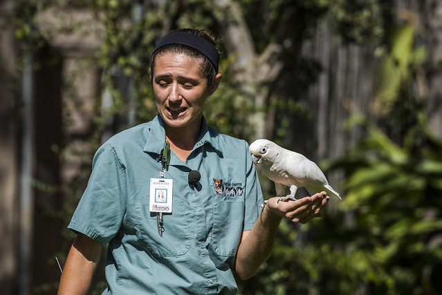 Fresno Chaffee Zoo - Winged Wonders Bird Show - Parrot