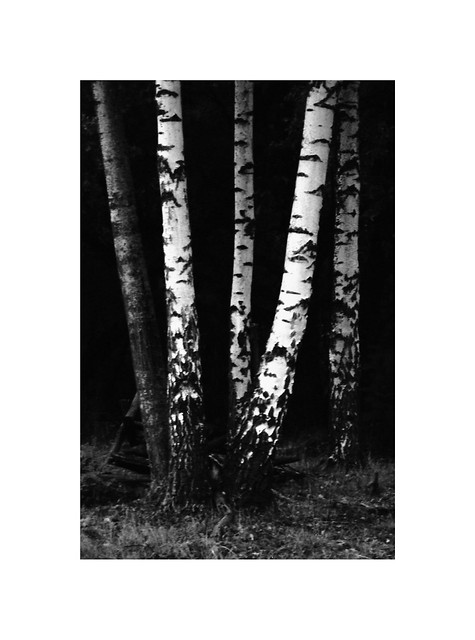 Birch trees pt.2