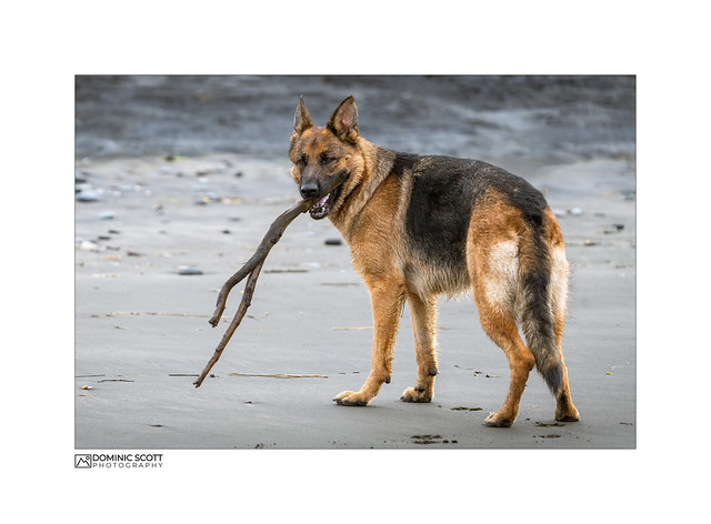 Dogs And Sticks....