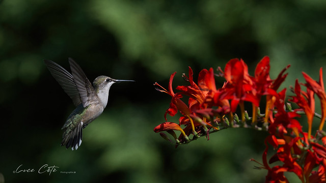 Ruby-Throated Hummingbird / Colibri à gorge rubis