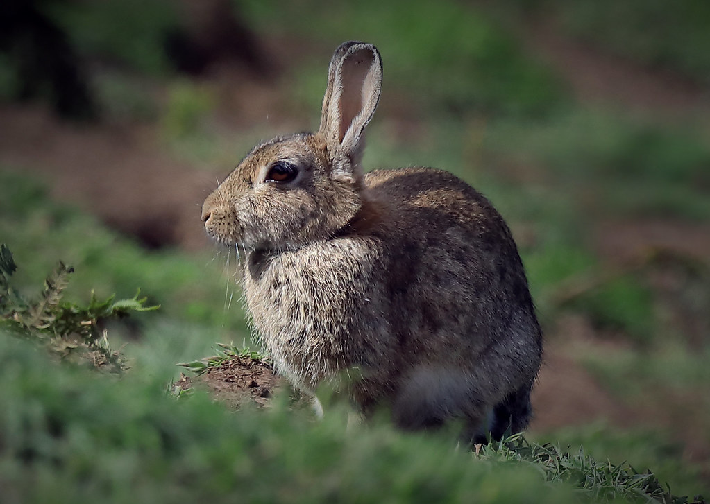 Skomer Rabbits Skomer Rabbit | I made a special journey to the Welsh Island… | Flickr