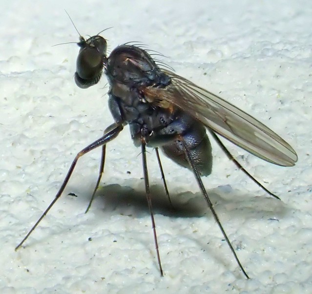 Medetera truncorum Meigen 1824 ♀ (Diptera Dolichopodidæ Medeterinæ Medeterini)