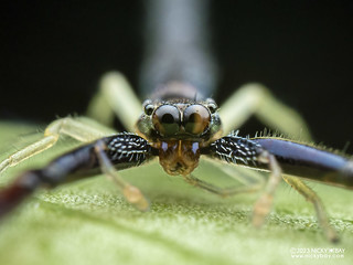 Jumping spider (Mantisatta longicauda) - PA240076