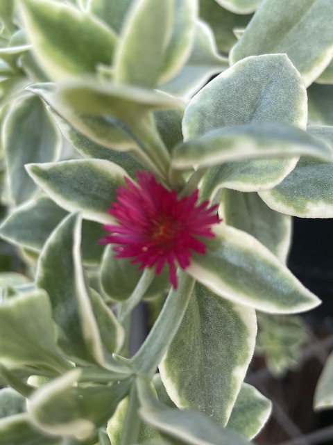 Rosinha-do-sol (Mesembryanthemum)), Folha-de-coração, Aptênia ou Maringá.