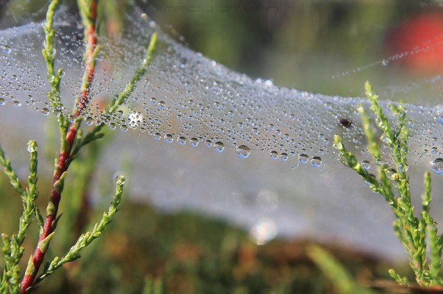 Water Droplets on a Spiders Web