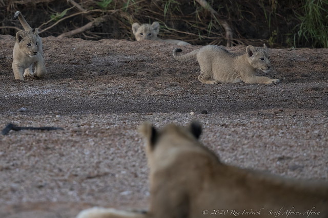 Three very young lion cubs play under their mom's watchful eye