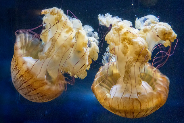 Pacific Sea Nettle (jellyfish?) - Birch Aquarium at Scripps