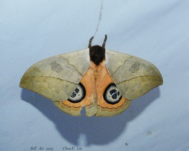 Moth (PE-ABB-00012-2023)