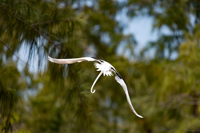 Phaéton à queue blanche / White-tailed tropicbird (Phaethon lepturus)