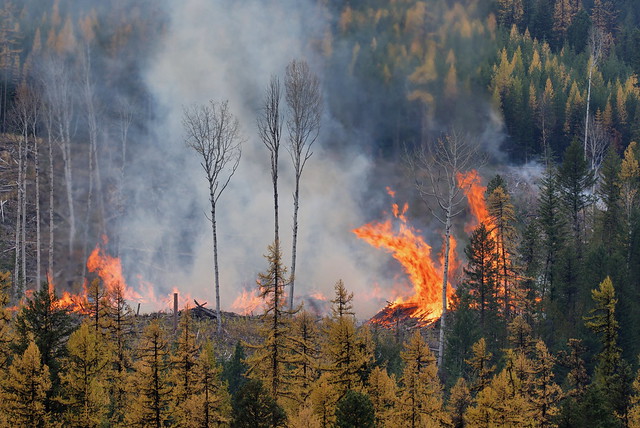 Loggers burning slash piles