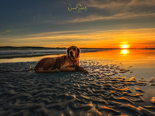 Our Golden Retriever enjoys her 1st golden sunset