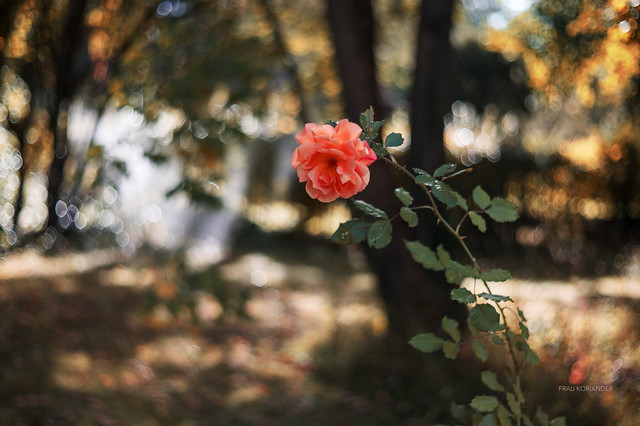 autumn rose