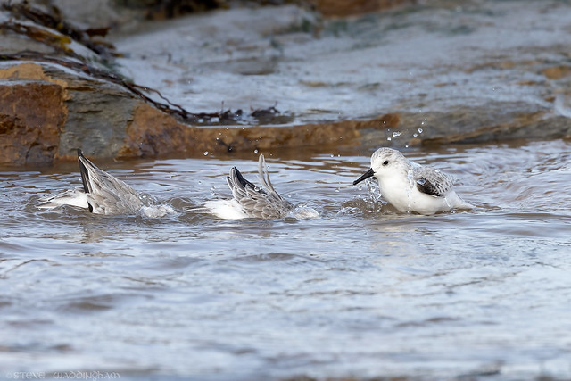 Splish Splashing Sanderlings