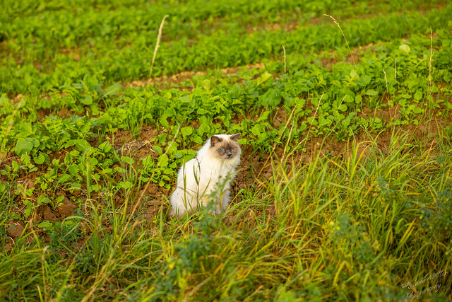 Tiere beim Reisen gesehen: Eine Katze im Feld.