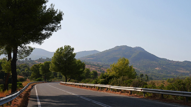 The pine-tree road