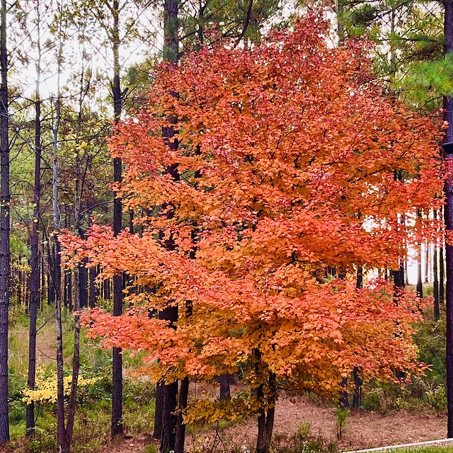 Tennessee Autumn looks so good in my forest 🍁❤️