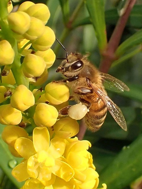 Autumn Yellow. Honeybee, Apis mellifera, on Mahonia eurybracteata, Mahonia, Muiderstraat, Amsterdam, The Netherlands