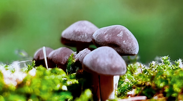 Mushrooms (Macro)