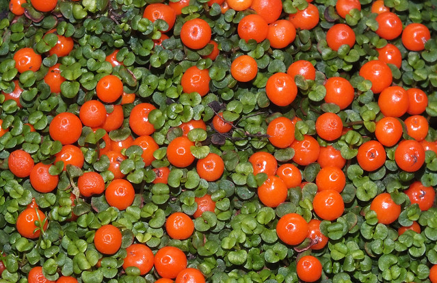 Coral bead plant (Nertera granadensis) fruit