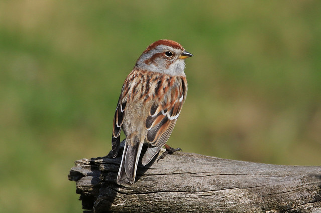American Tree Sparrow /Bruant hudsonien ( Diane )