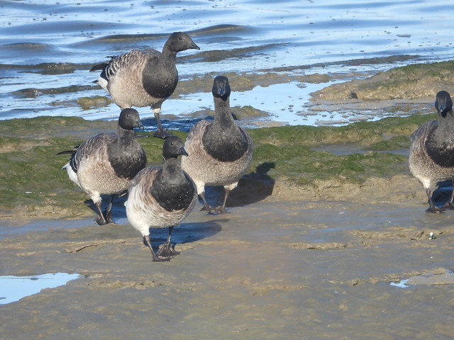 Brent Geese Louth
