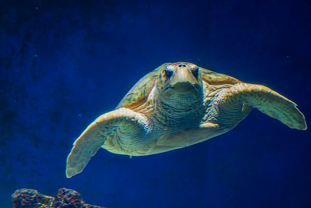 Loggerhead Sea Turtle Rescue - Birch Aquarium at Scripps