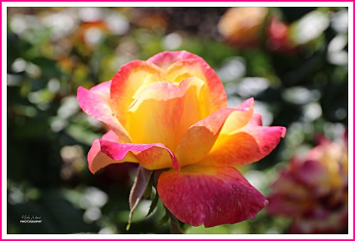 roses gardens rosegarden parks flowers blooms flora nature pointdefiancepark tacoma washington canon bokeh