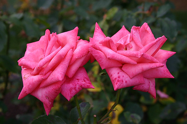 Awareness Roses