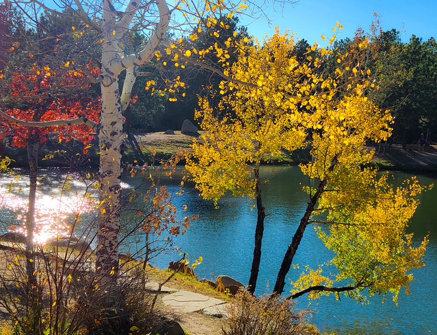 Fall foliage at Fox Run Park in Colorado Springs, Colorado