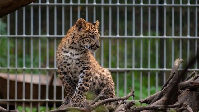 North-Chinese leopard cub