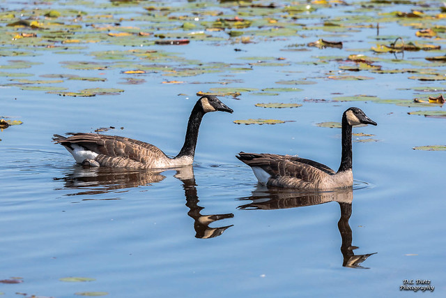 Canadian Geese #12 - 2020-09-20