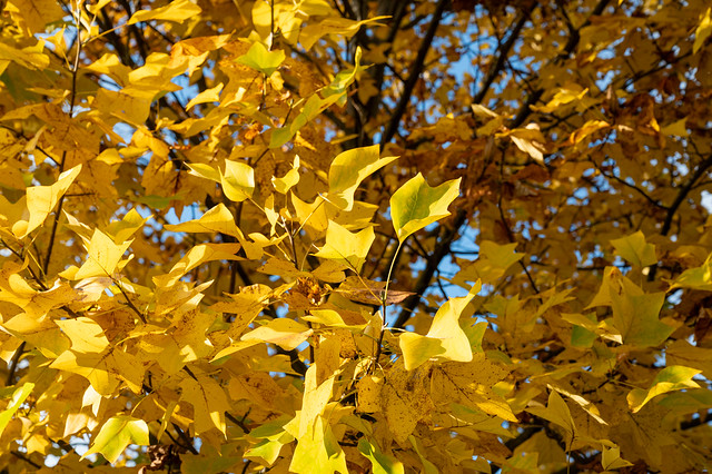 Yellow Tree Foliage and Leaves Deering Oaks Park