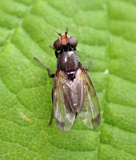 Herina palustris female - Whiteford Burrows, The Gower 2023b