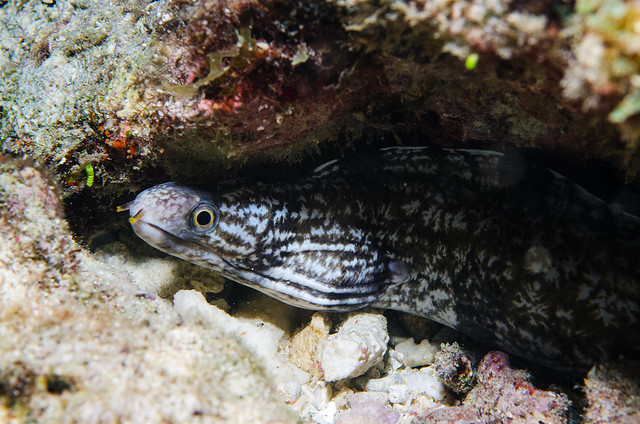 Out of the shadows (Gymnothorax enigmaticus)