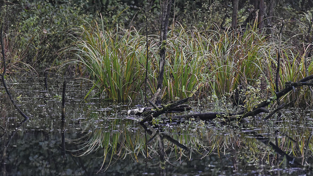 Complex reflections in a swamp landscape