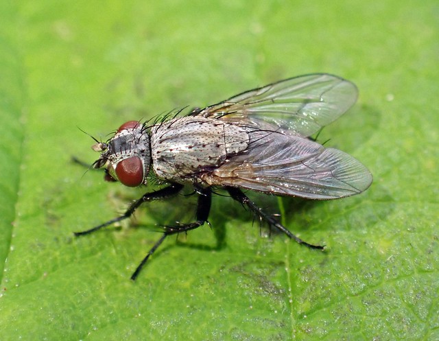 Sarcophila latifrons female - Whiteford Burrows, The Gower 2023a