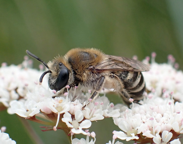Colletes marginatus female - Oxwich Burrows, The Gower 2023b
