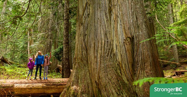 Province launches made-in-B.C. conservation tool, takes further action on old-growth forest