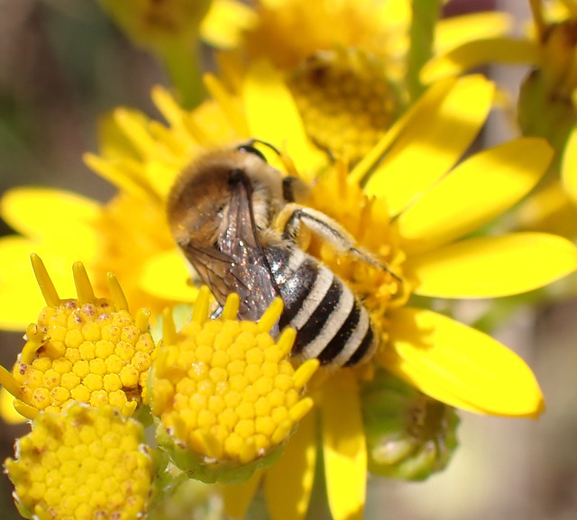 Colletes fodiens female - Whiteford Burrows, The Gower 2023