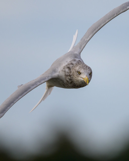 Ring-billed Gull Scarborough Marsh